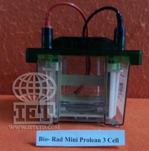 Mini Protean 3 Cell